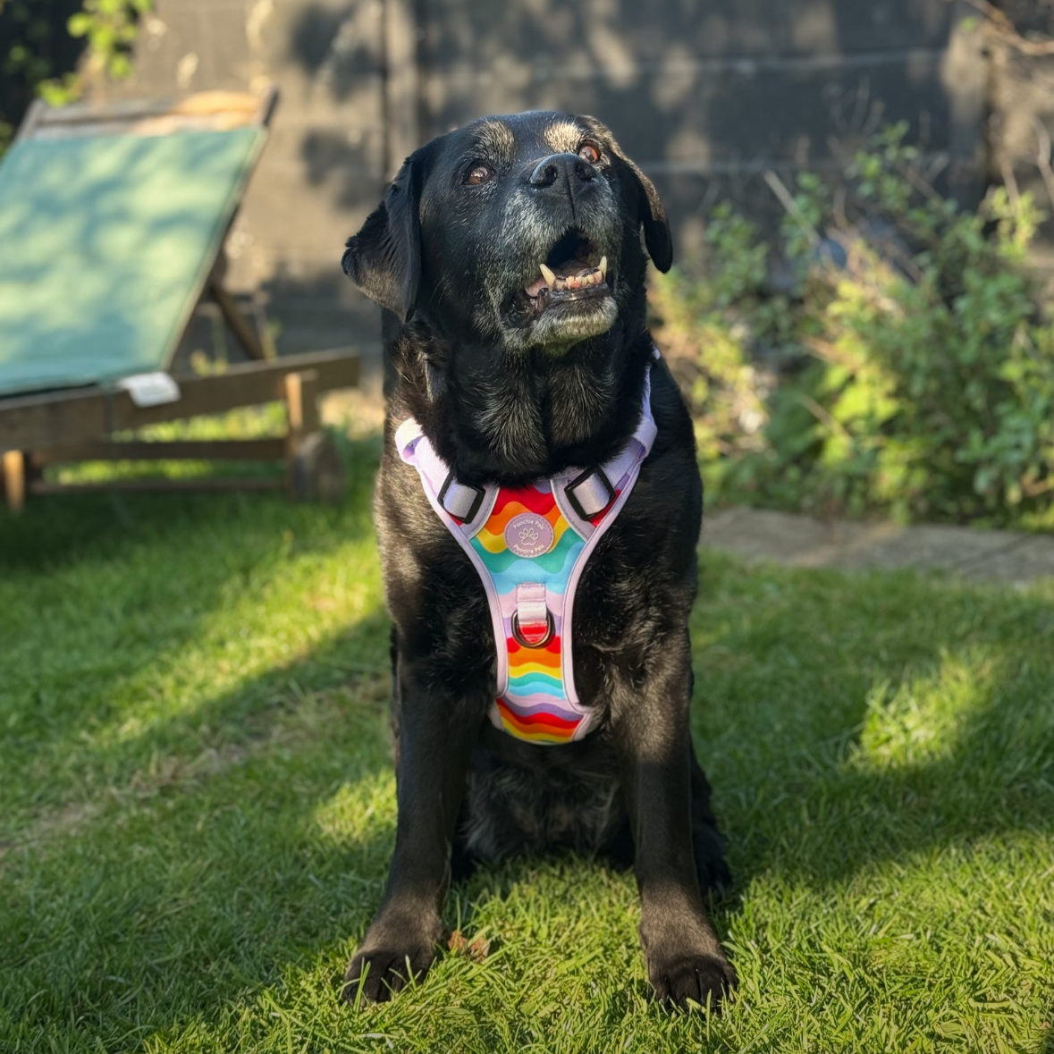 Rainbow Walkies 3 Click Harness