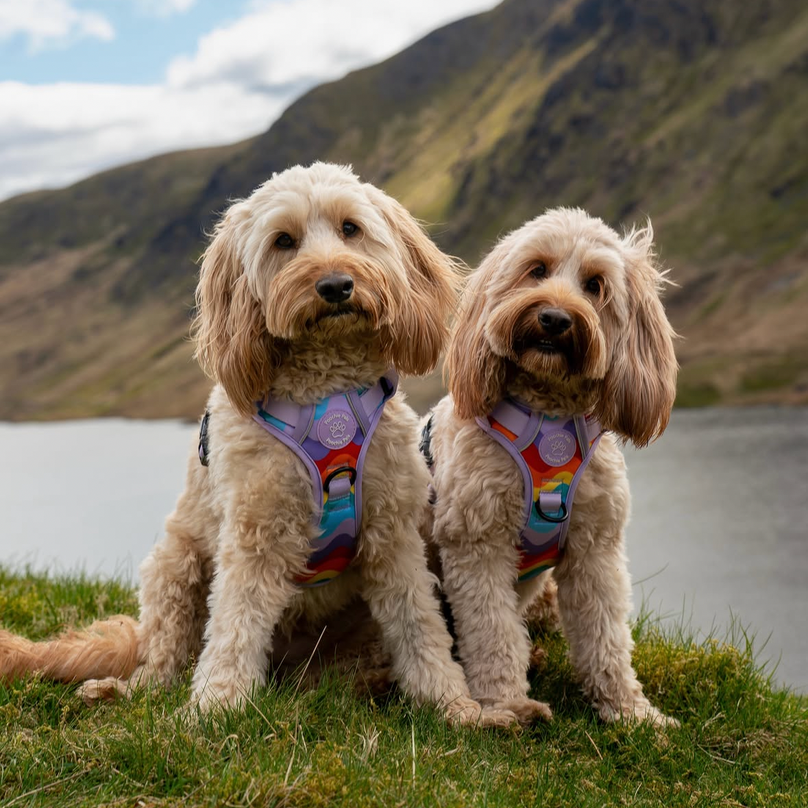 Rainbow Walkies 3 Click Harness