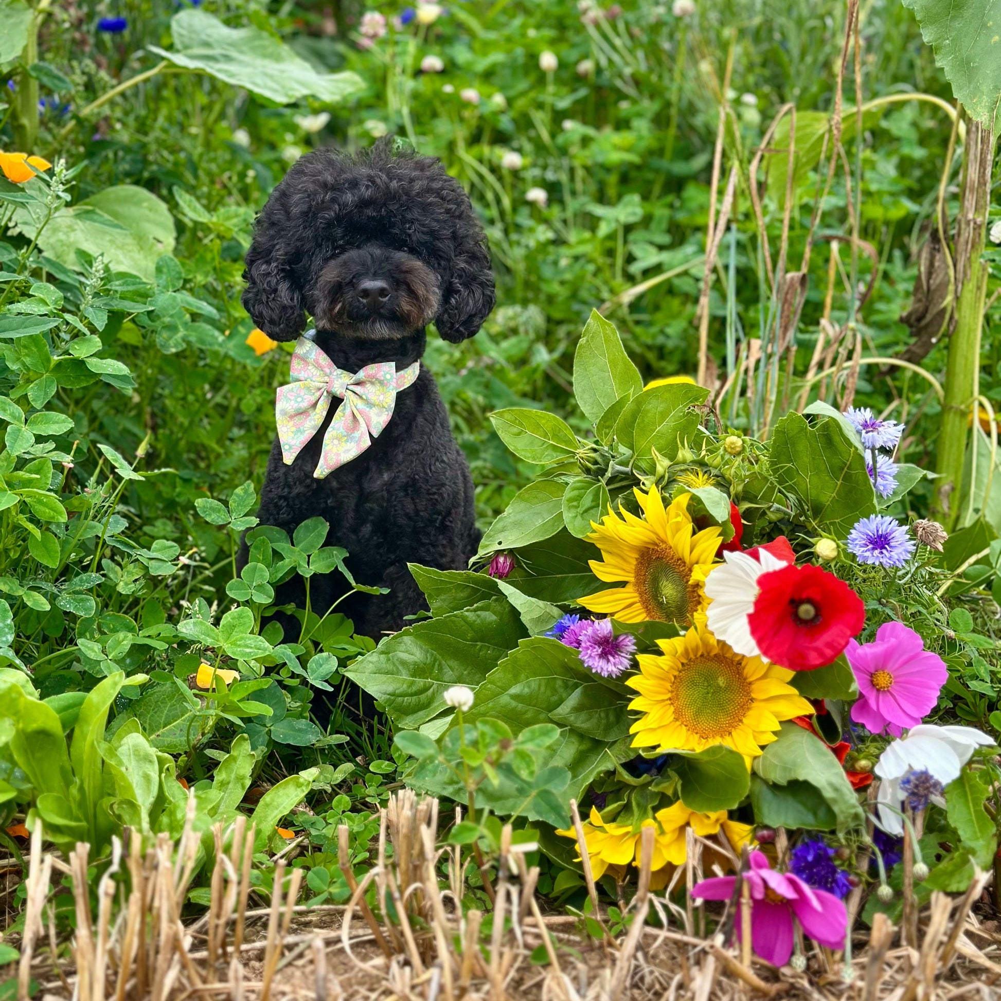 Black dog with a bow tie sitting among flowers and greenery