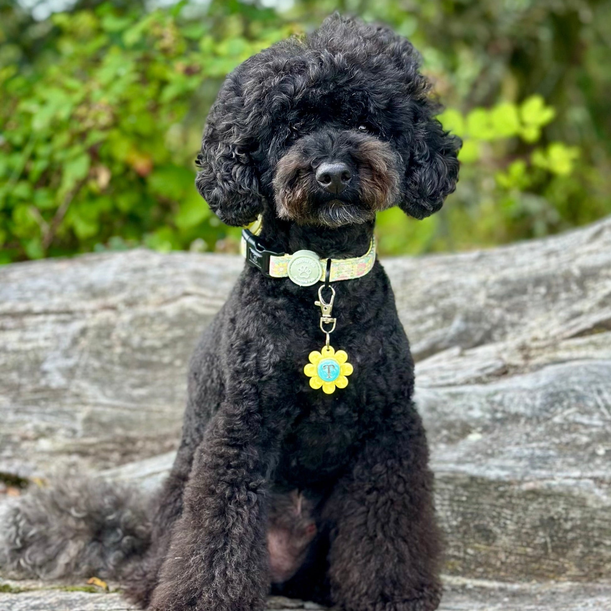 Black dog with a bow tie and flower-shaped tag sitting on a log outdoors.