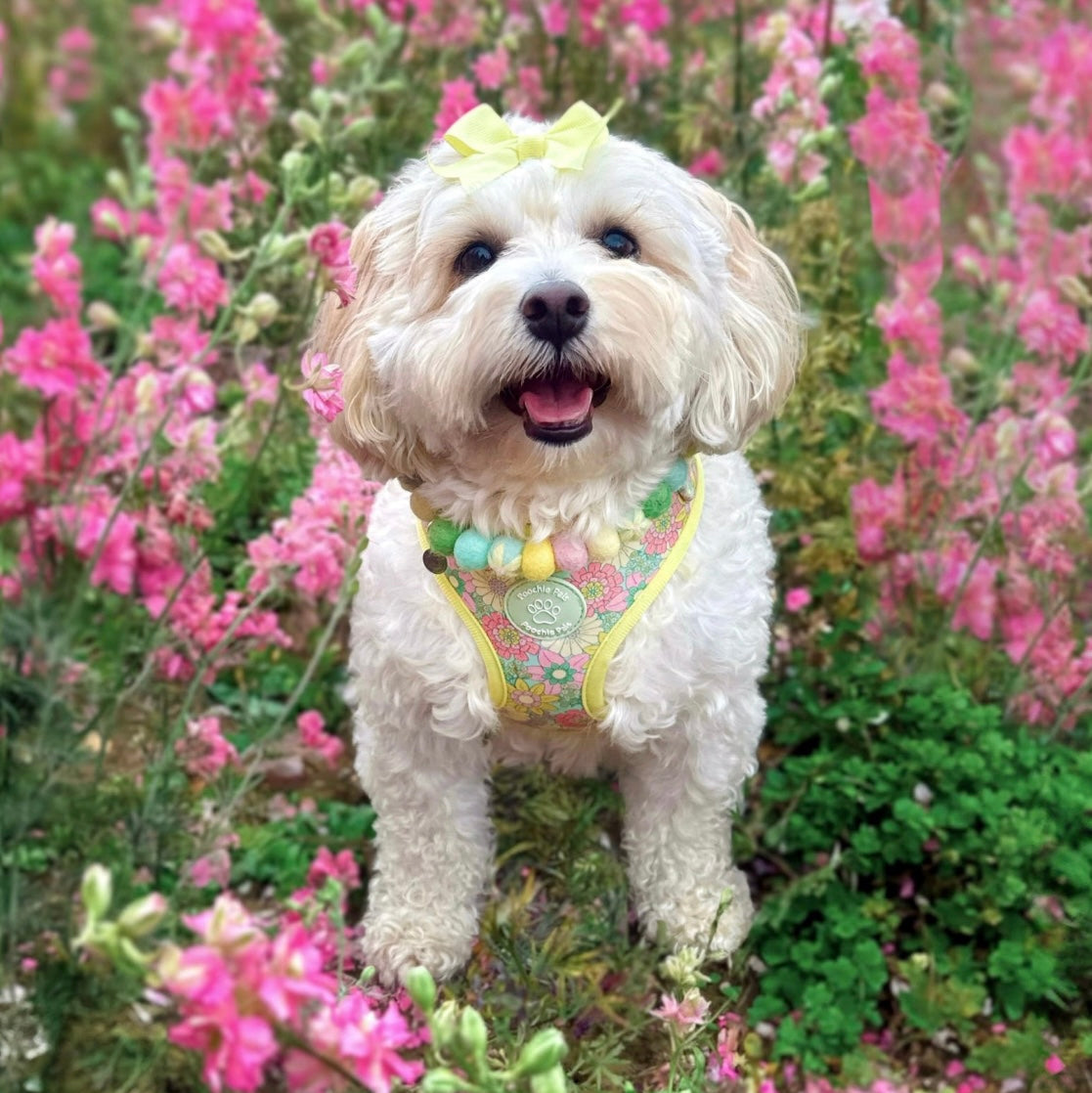 Small white dog with a colorful harness standing in a field of pink flowers