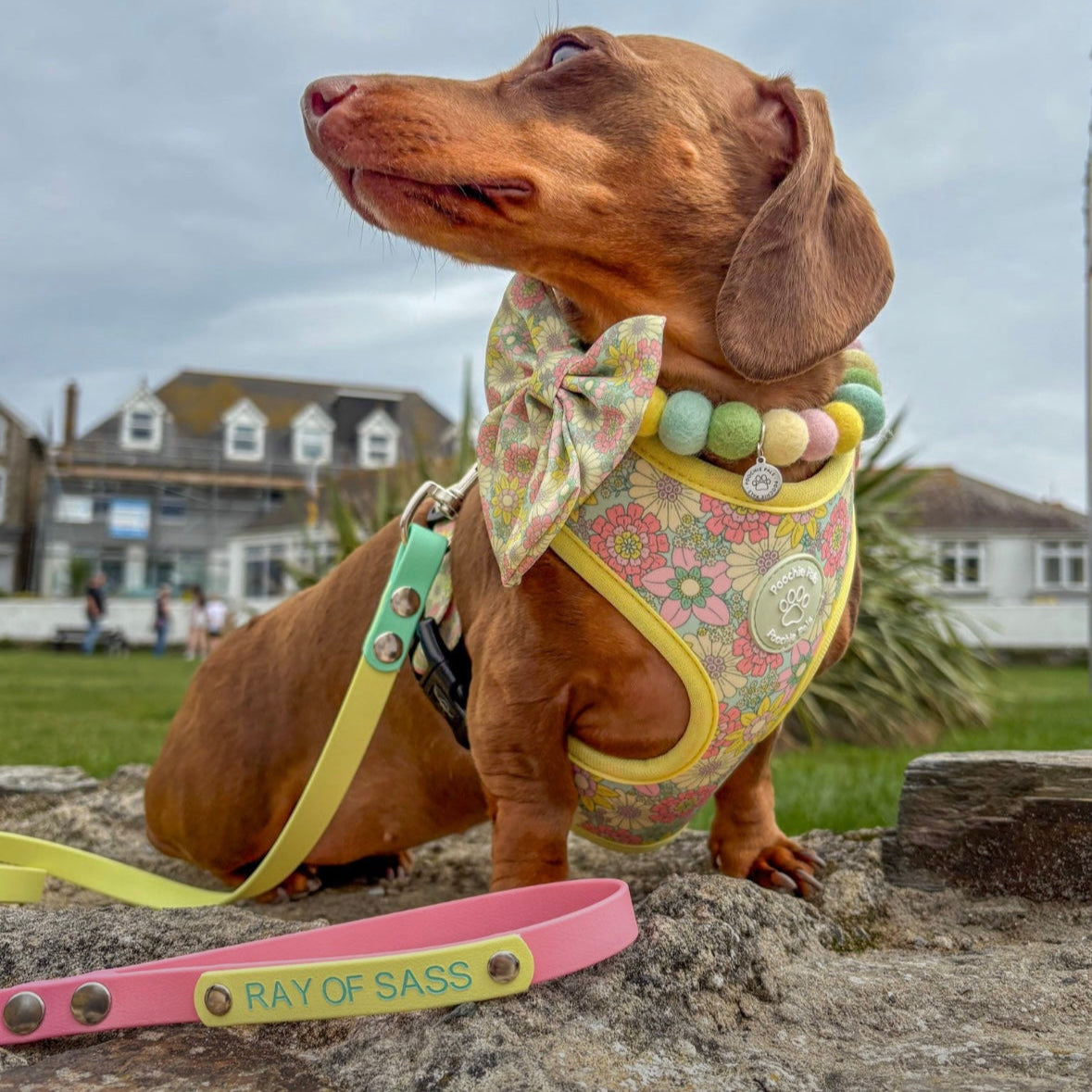 Dachshund wearing a colorful harness and bow tie standing on a rock with a house and people in the background.