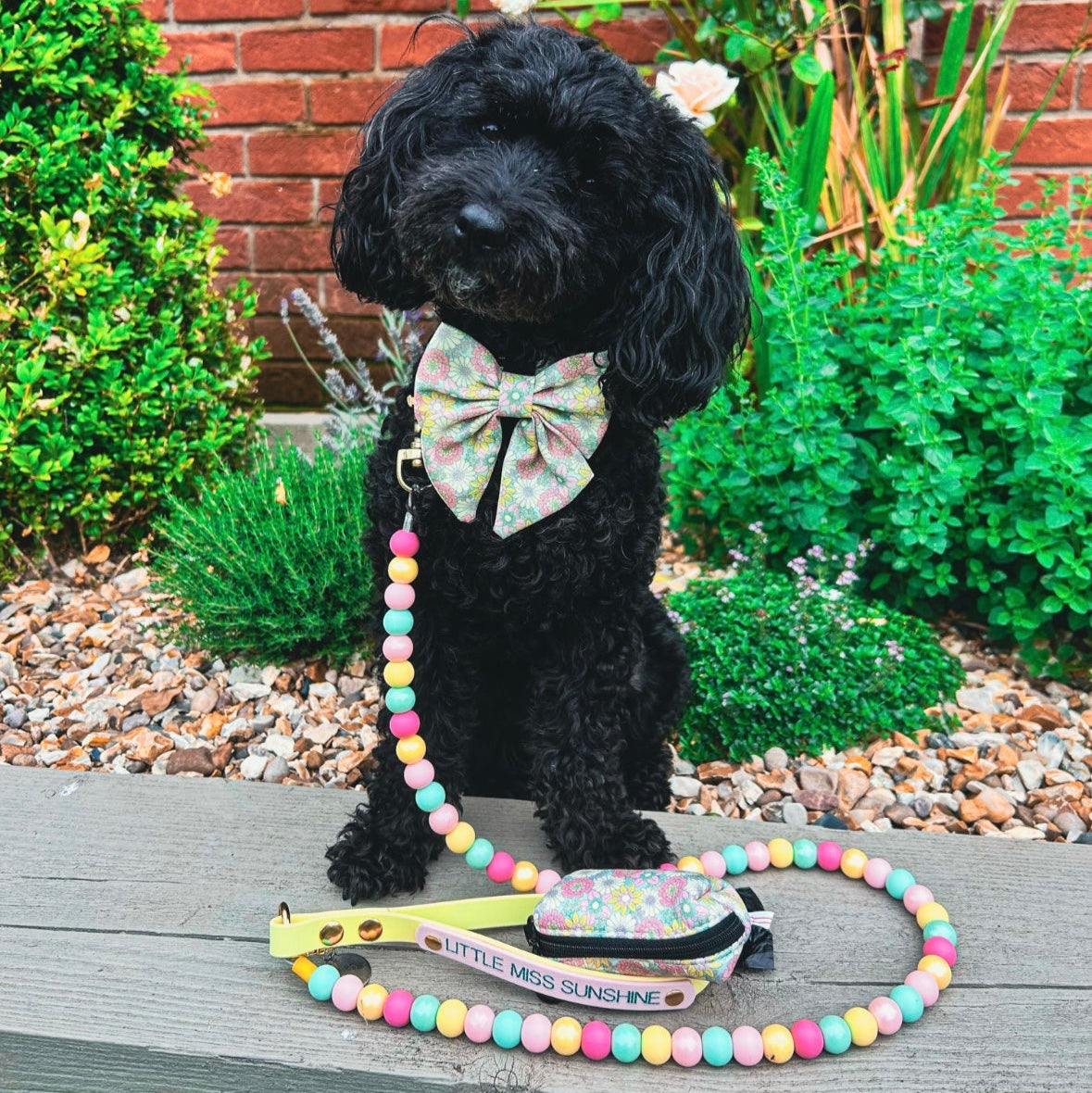 Black dog wearing a bow tie with colorful leashes and a small bag in front of a brick wall and plants.
