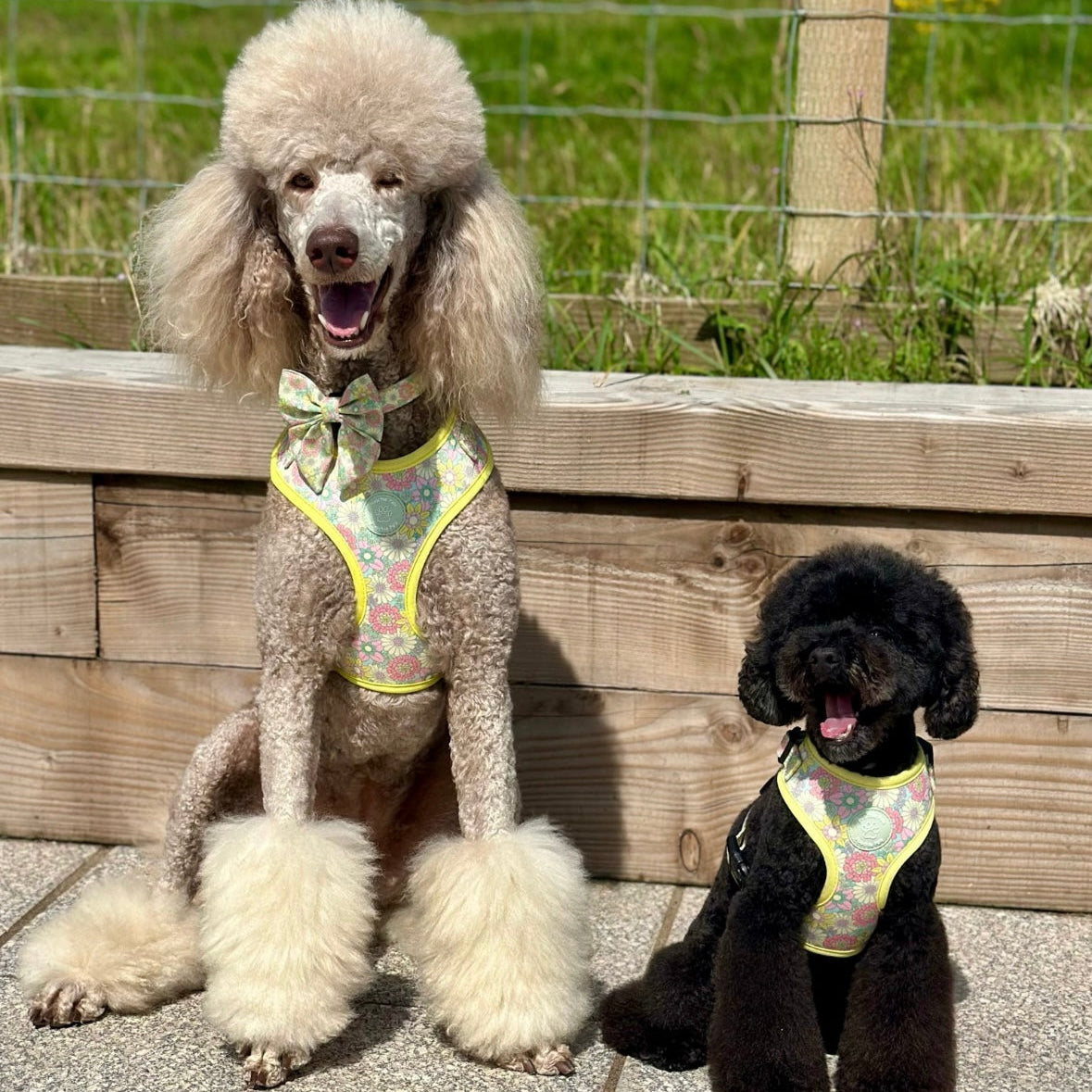 Sunshine Meadow Adjustable Harness