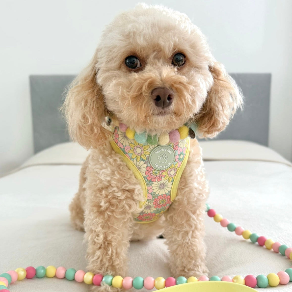 Small dog wearing a colorful harness with a 'Summertime' leash on a white background
