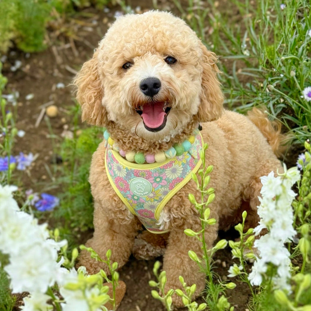Small dog in a colorful harness sitting among flowers and greenery