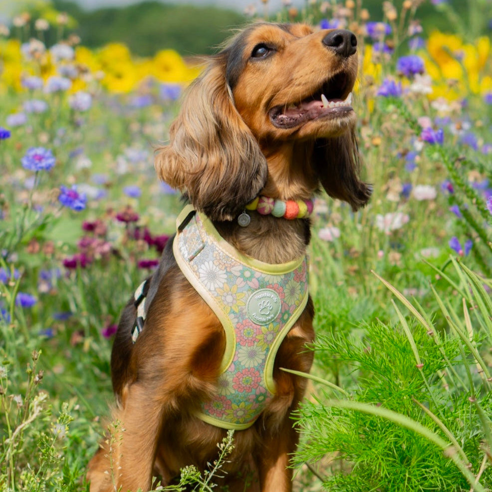 Dog wearing a colorful harness in a field of flowers