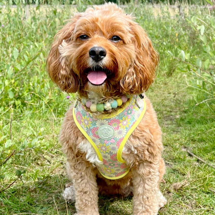 Dog wearing a floral harness in a grassy field
