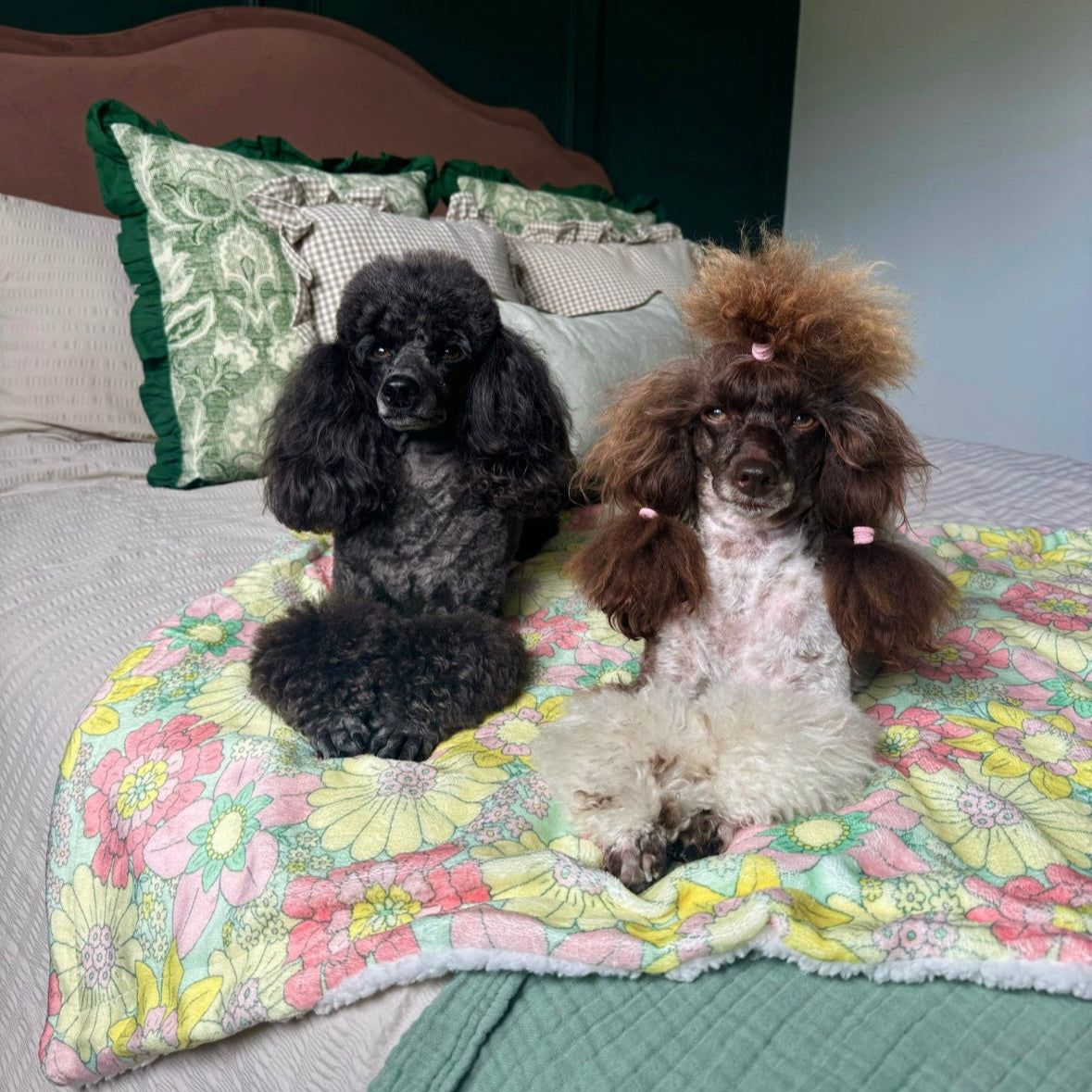 Two small dogs sitting on a floral blanket on a bed.