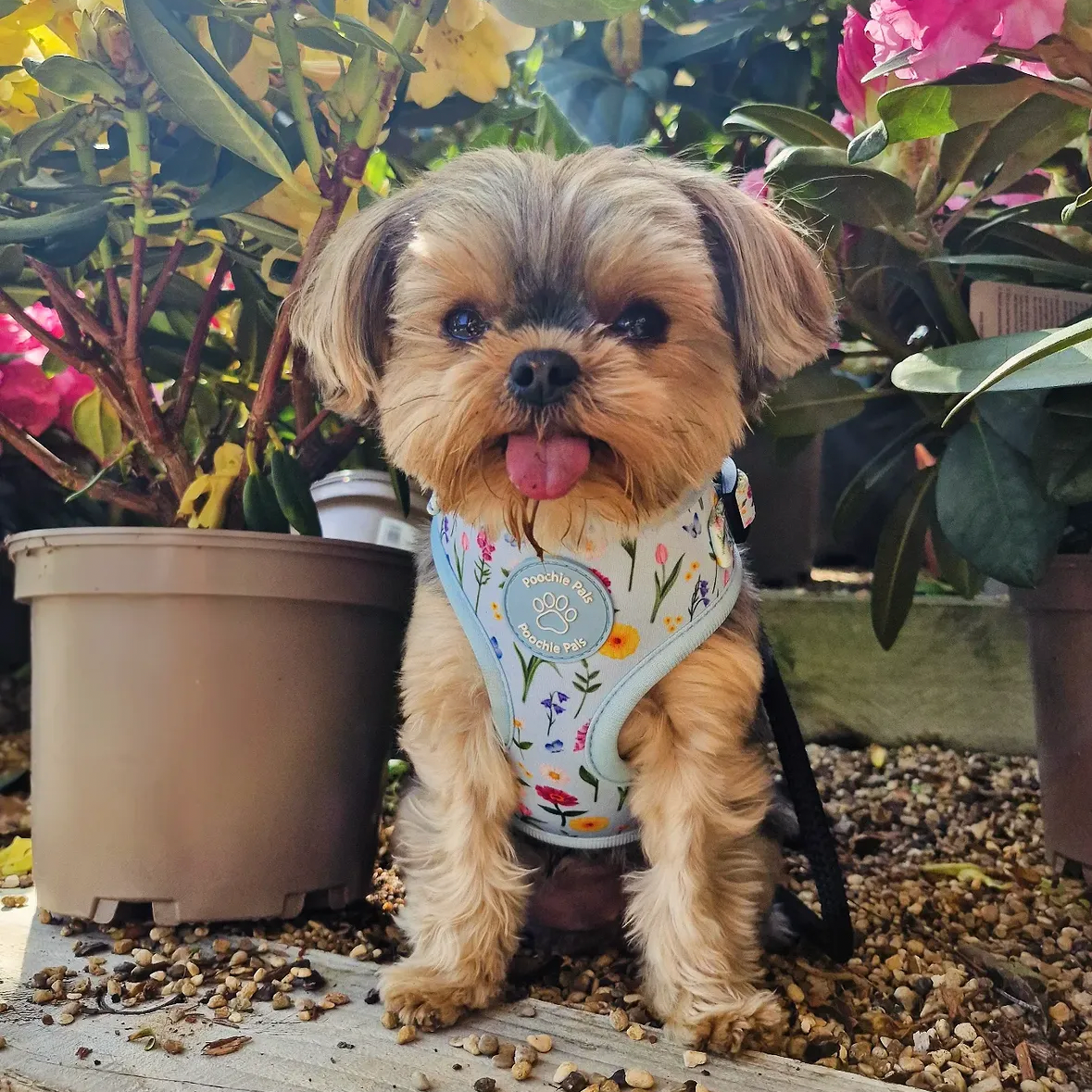 xxs dog wearing baby blue adjustable dog harness called the secret garden