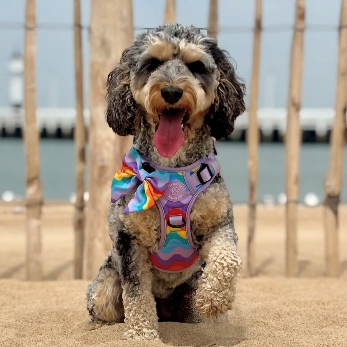 Dog wearing rainbow walkies 3 click harness