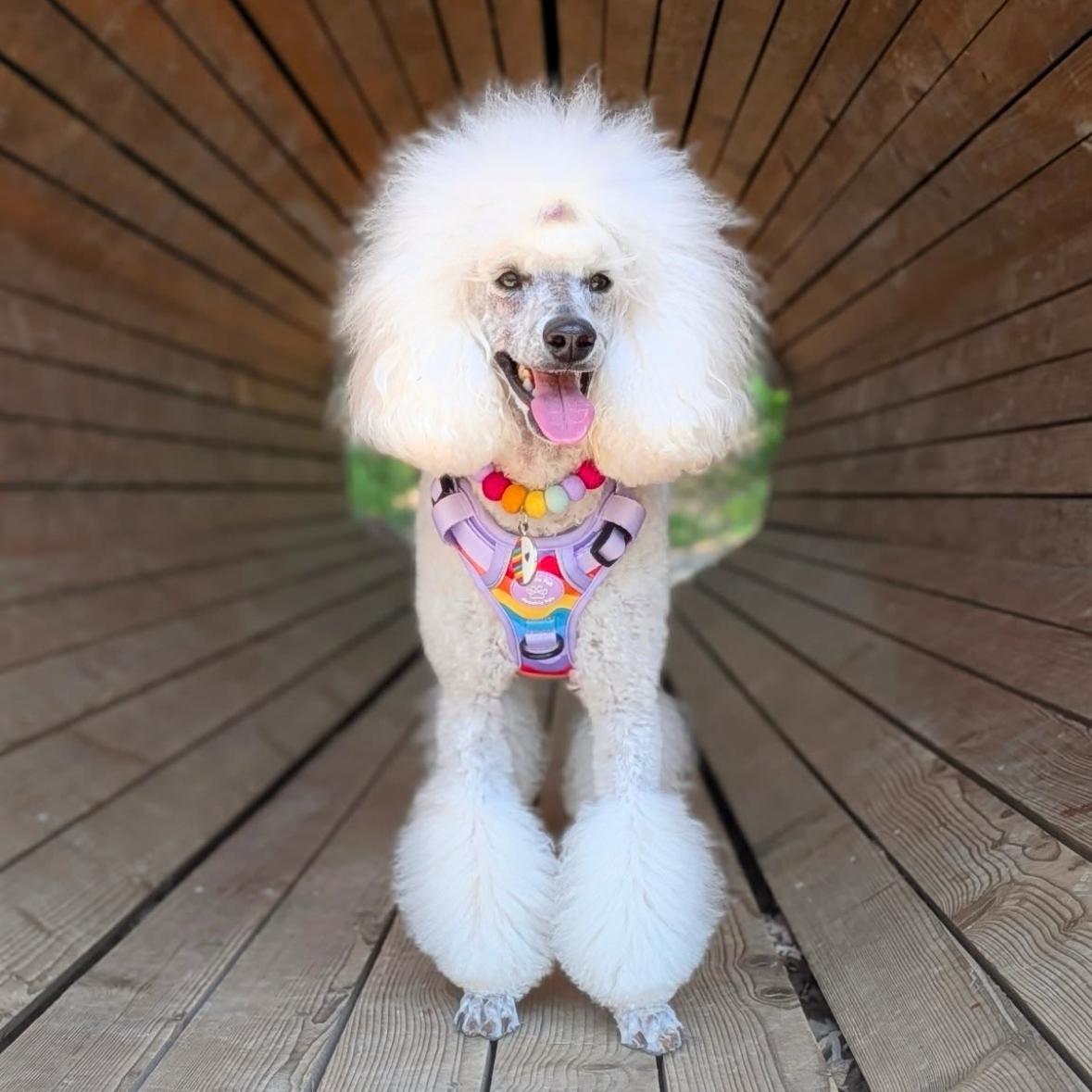 white poodle wearing rainbow 3 click dog harness that doesn't go over head