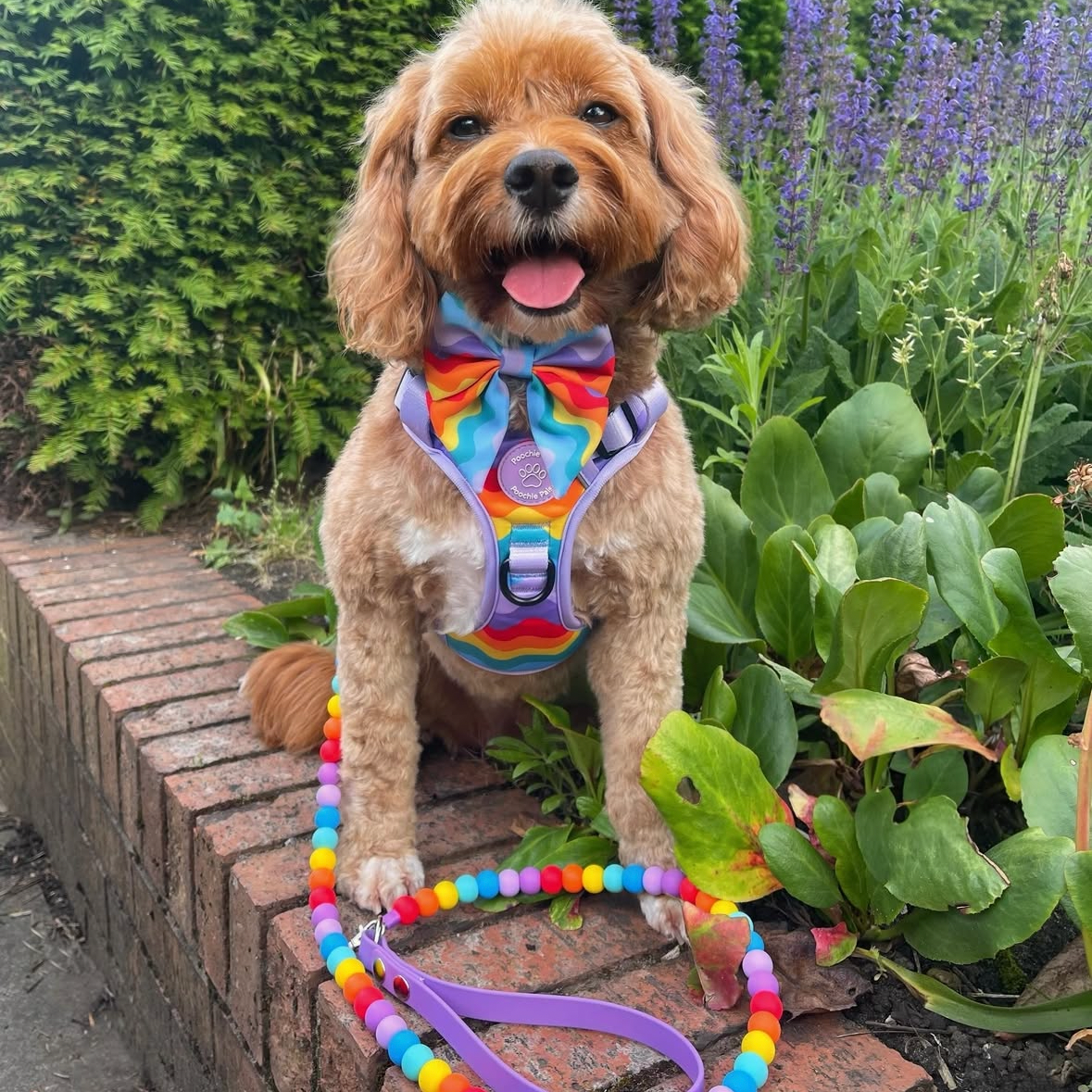 dog wearing 3 click rainbow dog harness and matching sailor bow and rainbow beaded lead