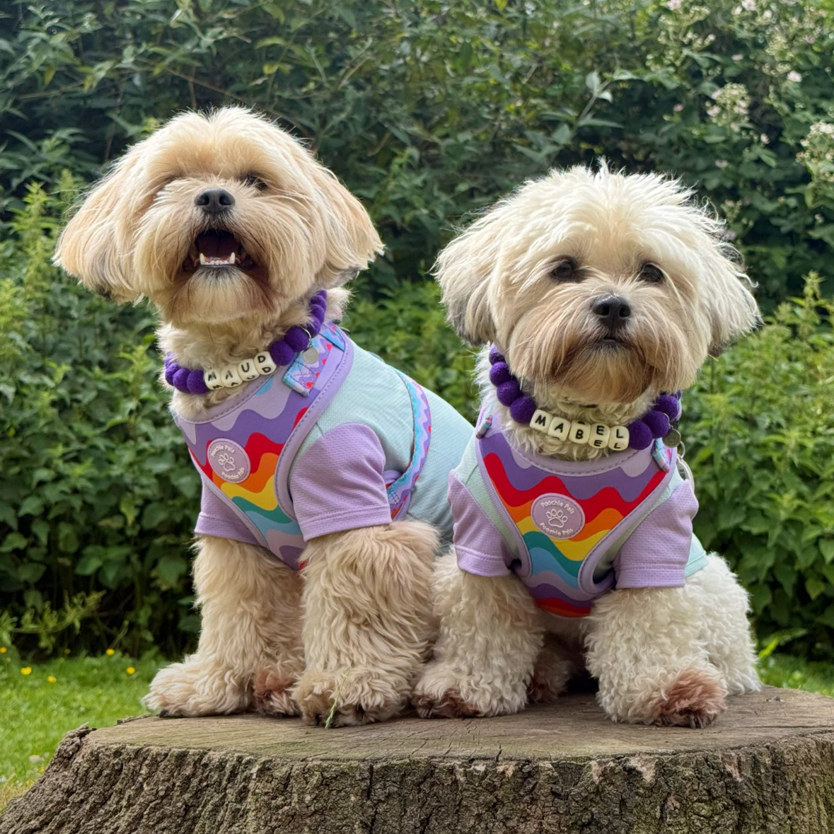 Rainbow Walkies Adjustable Harness