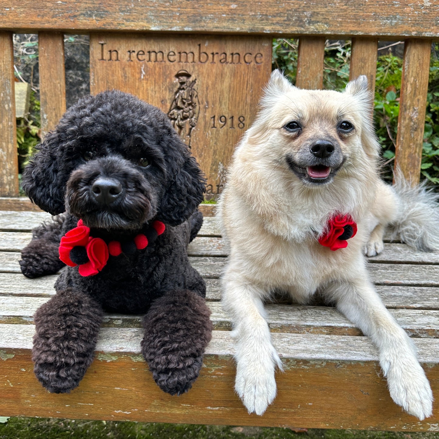 Remembrance Day Poppy Red Pom Pom Collar