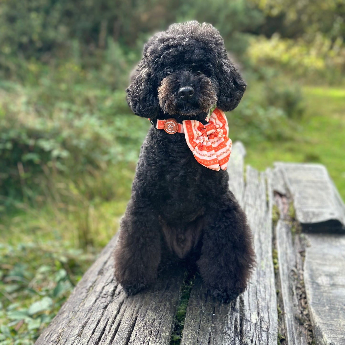 Bows & Blooms Adjustable Collar