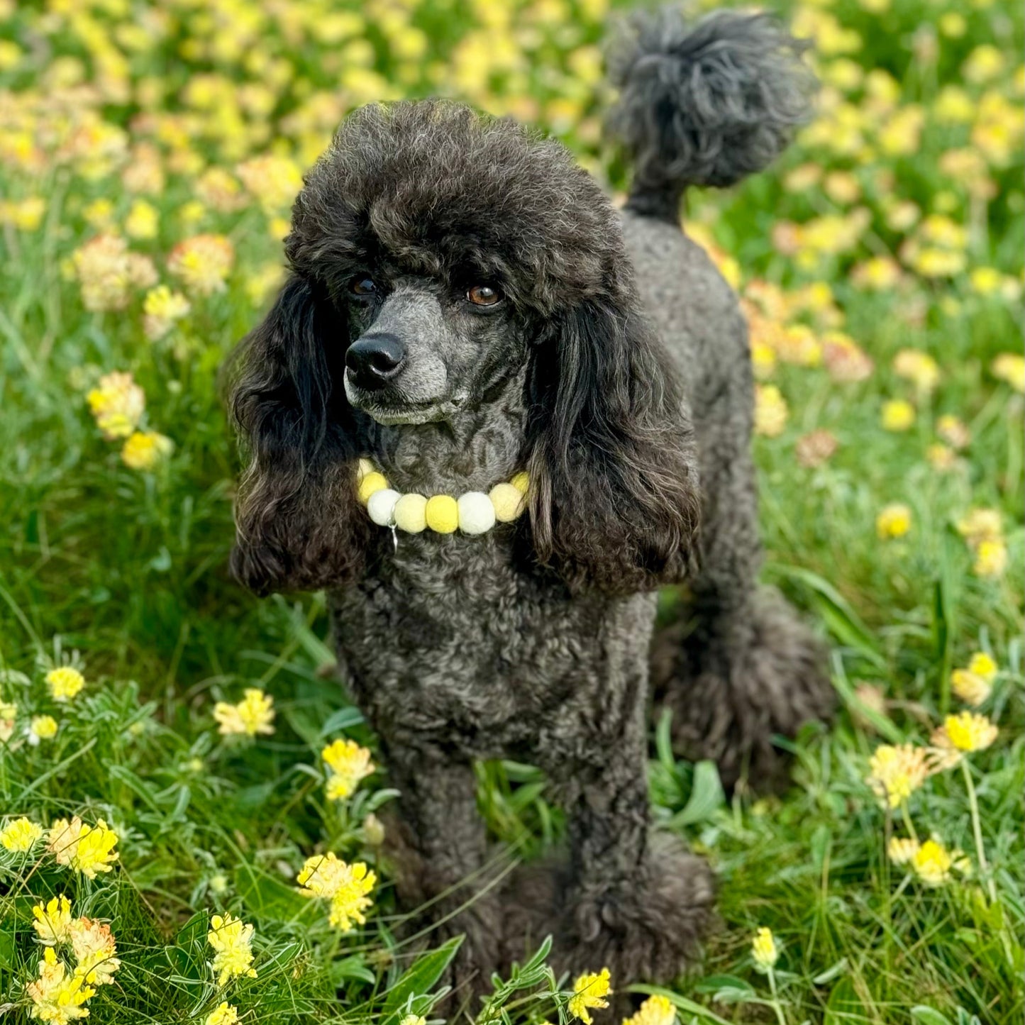 Lemon Sorbet Pom Pom Collar