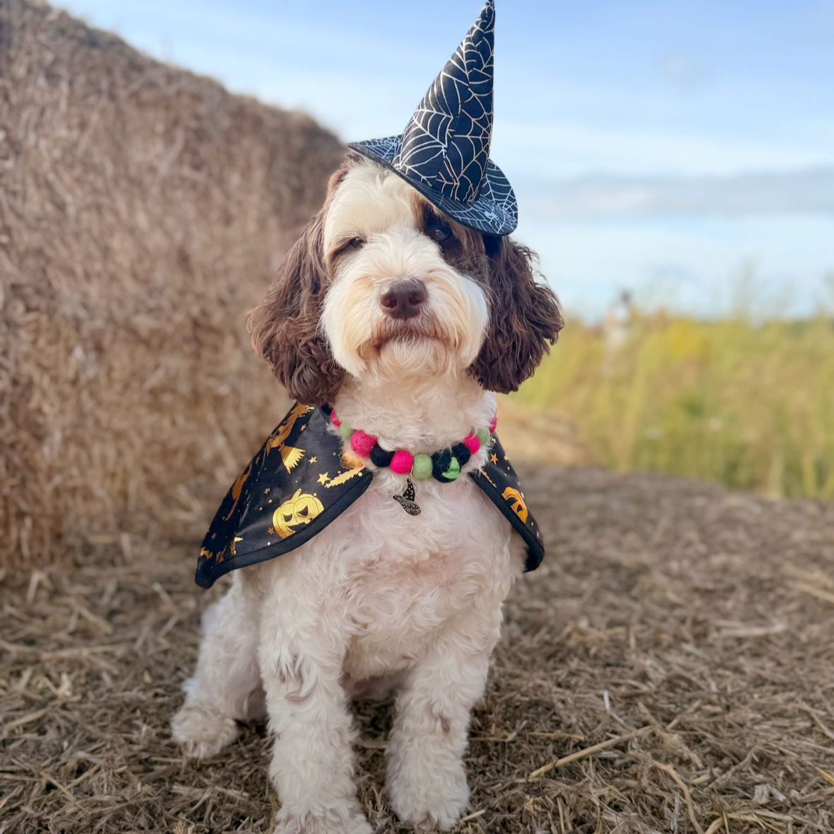 Wicked Pom Pom Collar