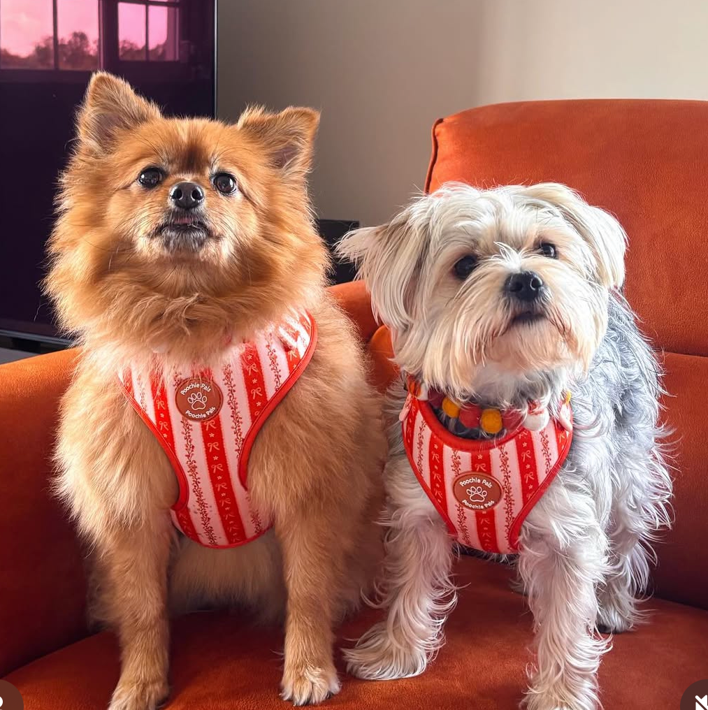 Bow & Blooms Dog Harness