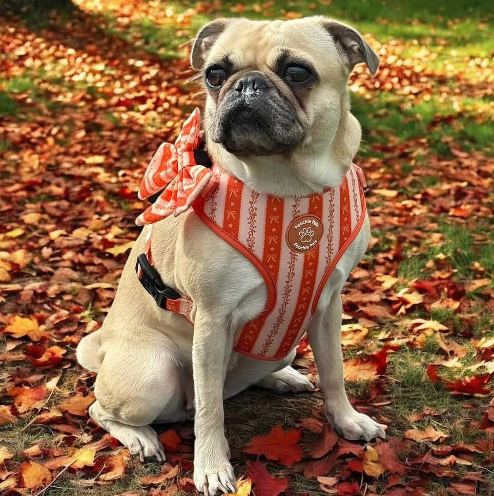 Bow & Blooms Dog Harness