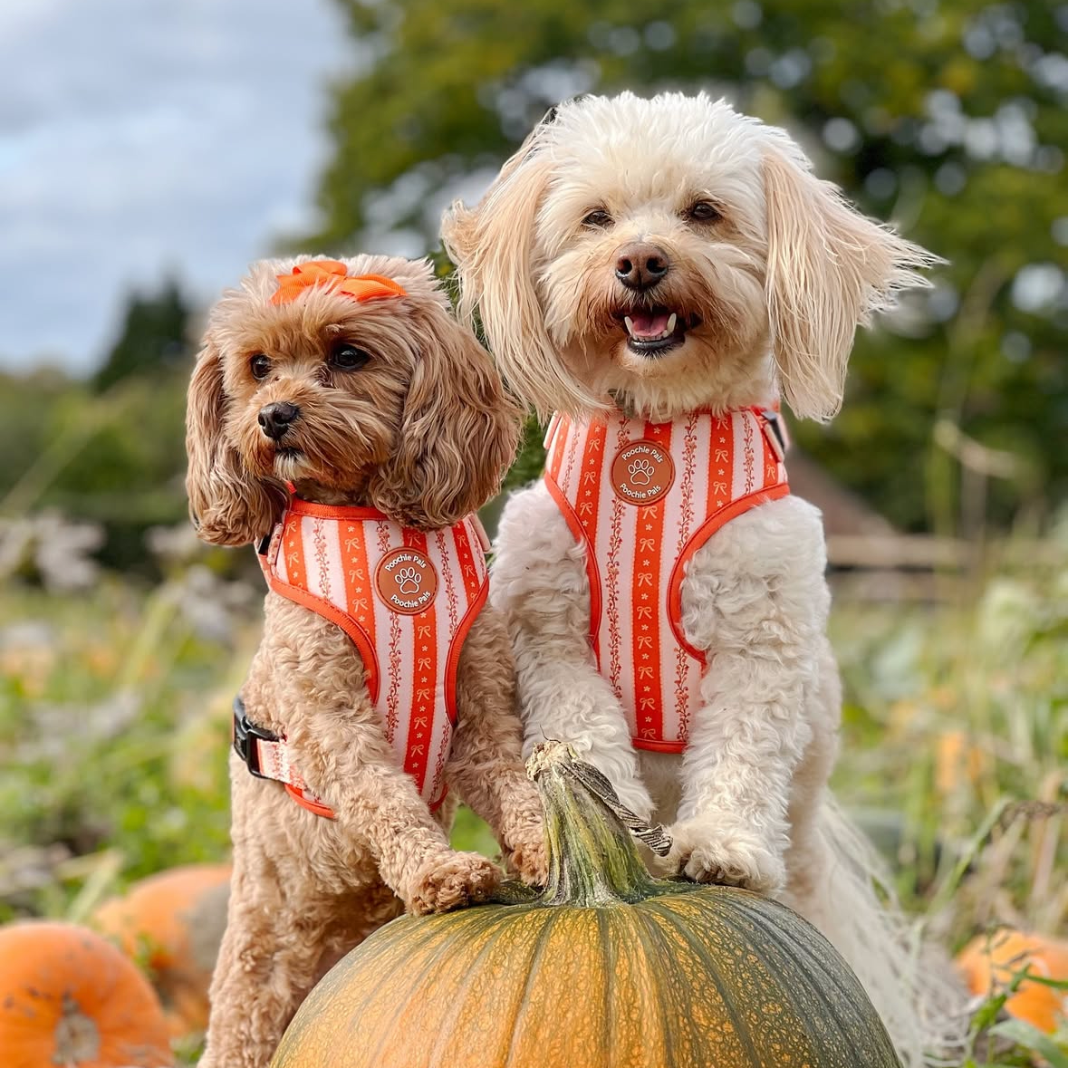 Bow & Blooms Dog Harness