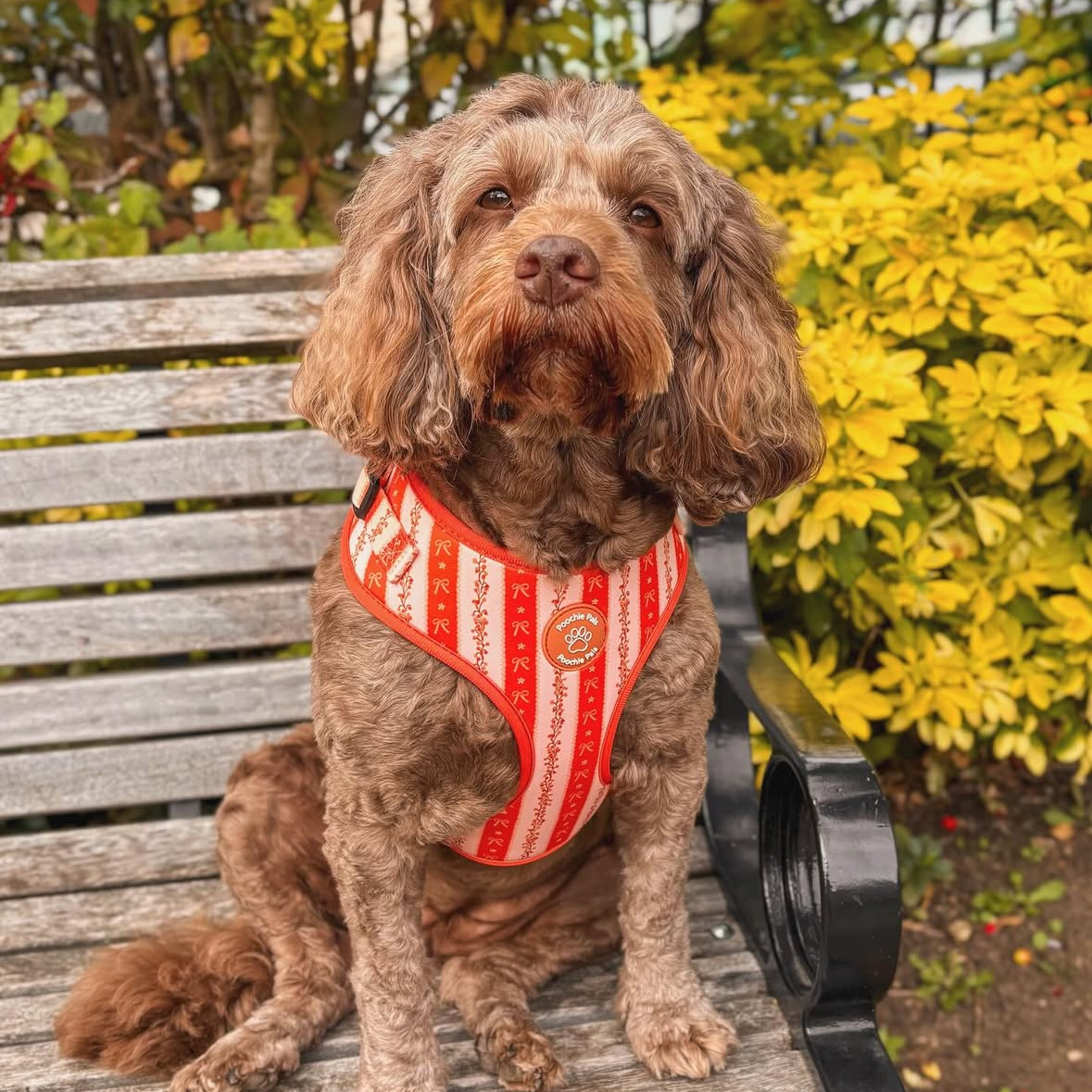 Bow & Blooms Dog Harness